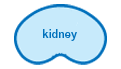 kidney