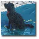 Dog on Pooltex